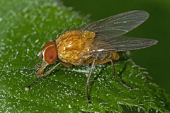 Pegomya testacea