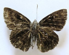 Pachyneuria licisca