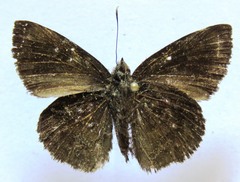 Pachyneuria licisca