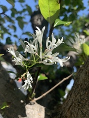Chionanthus
