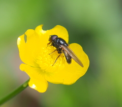 Cheilosia albitarsis