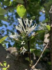 Chionanthus