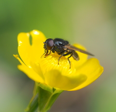 Cheilosia albitarsis