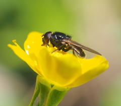 Cheilosia albitarsis