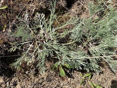 Artemisia campestris pacifica
