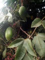 Passiflora tripartita mollissima