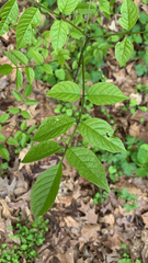 Fraxinus quadrangulata
