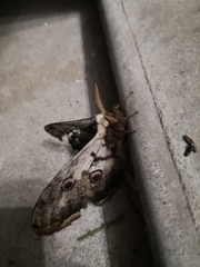 Saturnia pyri