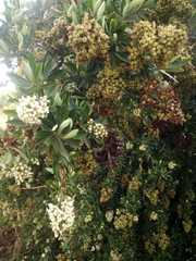 Escallonia resinosa
