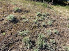 Artemisia campestris pacifica