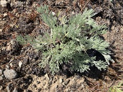 Artemisia campestris pacifica