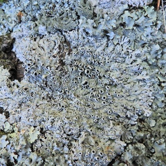 Heterodermia hypoleuca