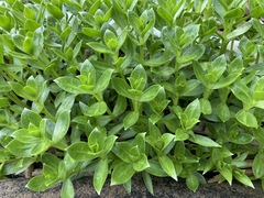 Honckenya peploides major