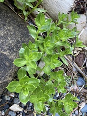 Honckenya peploides major