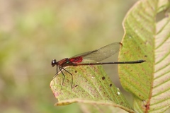 Hetaerina cruentata