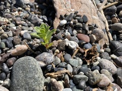 Honckenya peploides major