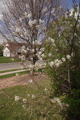Amelanchier arborea arborea