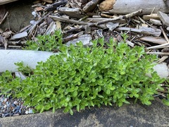 Honckenya peploides major