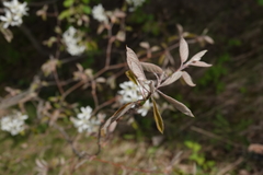 Amelanchier arborea arborea