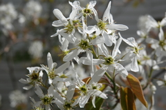 Amelanchier arborea arborea