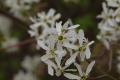 Amelanchier arborea arborea