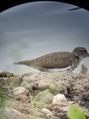 Actitis macularius