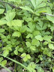 Geum canadense camporum