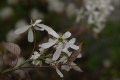 Amelanchier arborea arborea