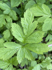Geum canadense camporum