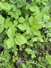 Geum canadense camporum