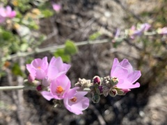 Malacothamnus hallii