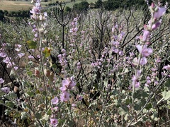 Malacothamnus hallii