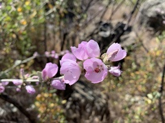 Malacothamnus hallii