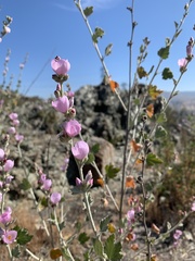 Malacothamnus hallii