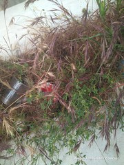 Bromus rubens