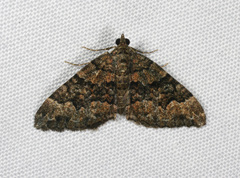 Chrysolarentia gypsomela