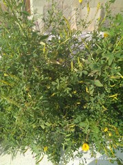 Melilotus indicus