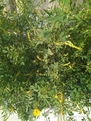 Melilotus indicus