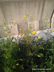 Sonchus tenerrimus