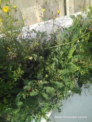 Astragalus hamosus