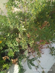 Astragalus hamosus