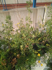 Melilotus indicus