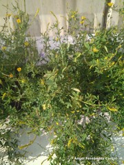 Melilotus indicus