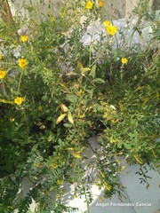 Sonchus tenerrimus