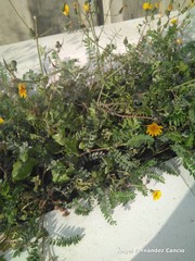 Melilotus indicus