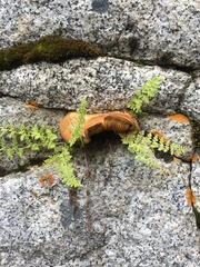 Lentinellus montanus