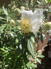 Carpenteria