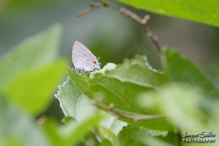 Hypostrymon renidens