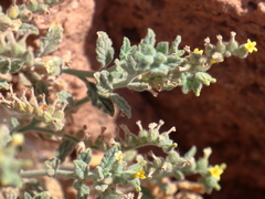 Heliotropium arbainense