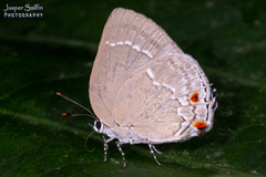 Strephonota ambrax